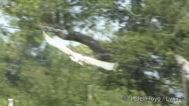 Little Egret (Western) - ML201351111