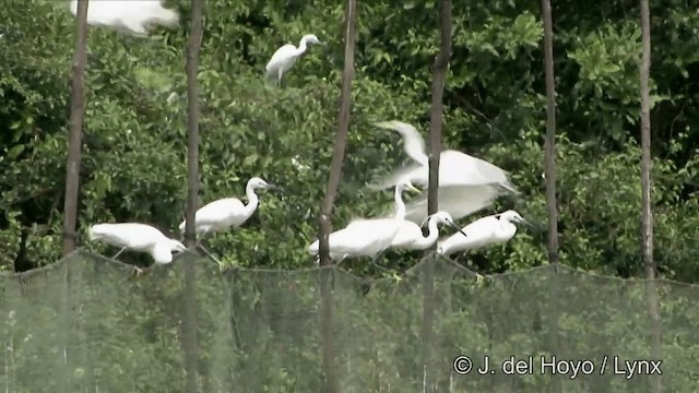 チュウサギ - ML201351131