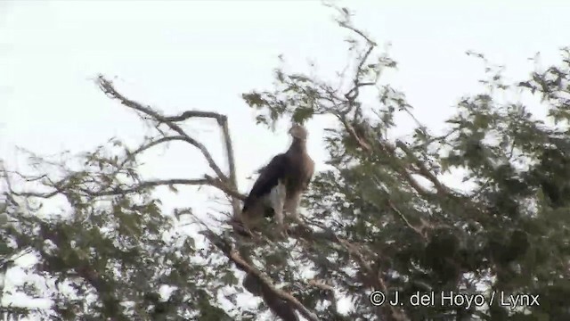 Gray-headed Fish-Eagle - ML201351141