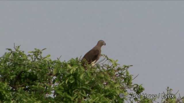 Gray-headed Fish-Eagle - ML201351151