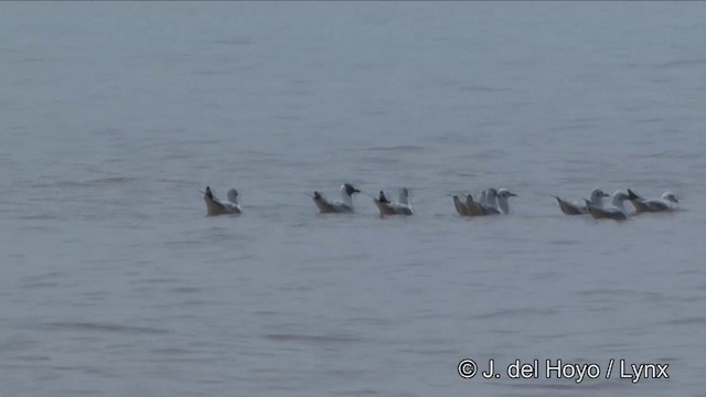 Brown-headed Gull - ML201351161