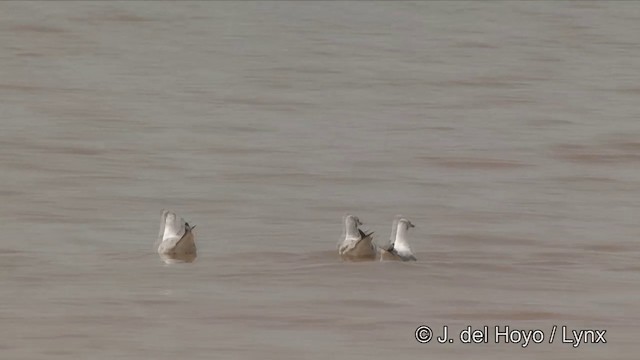 Gaviota Centroasiática - ML201351171