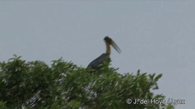 Lesser Adjutant - ML201351181