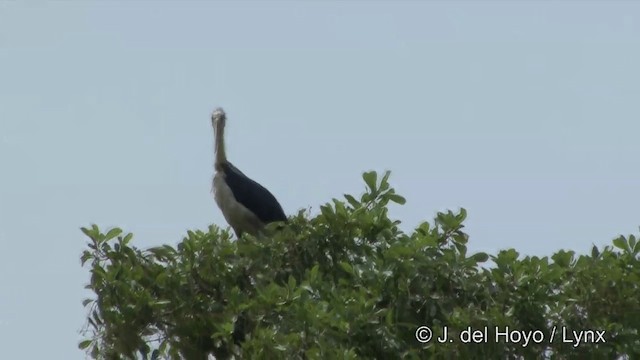 Lesser Adjutant - ML201351201