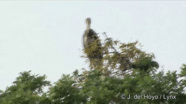 Lesser Adjutant - ML201351211