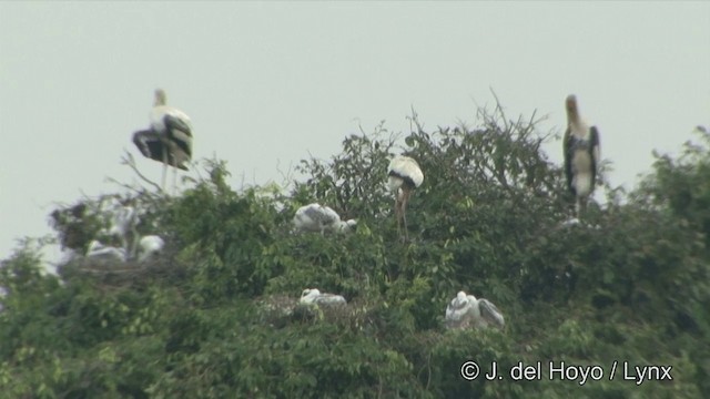 malaystork - ML201351221