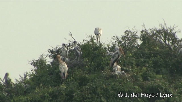 malaystork - ML201351231