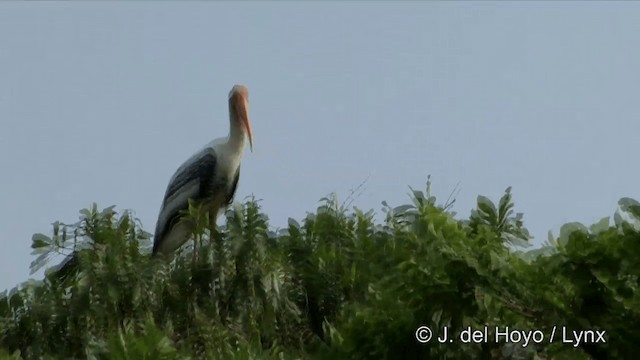 Painted Stork - ML201351251