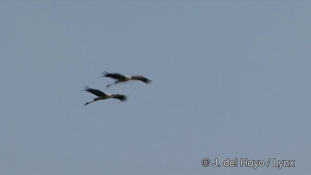 Painted Stork - ML201351261