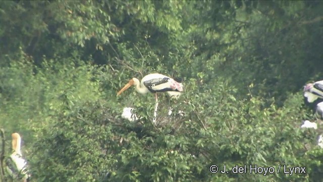 Painted Stork - ML201351271