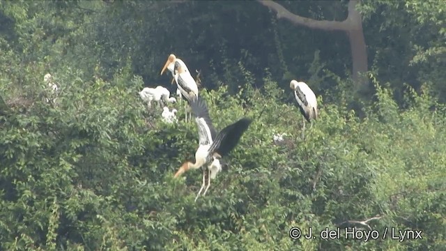 インドトキコウ - ML201351281