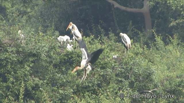 Painted Stork - ML201351281