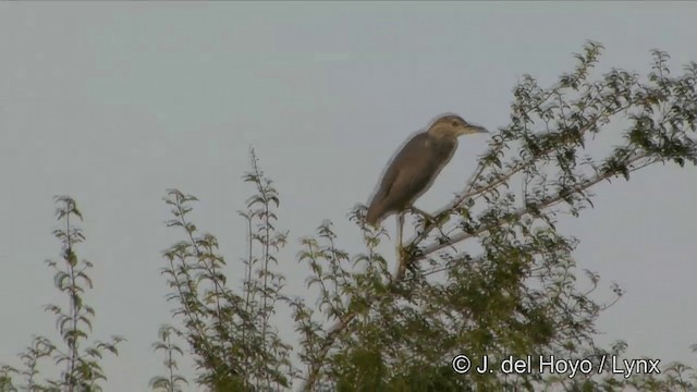 ゴイサギ（nycticorax） - ML201351291
