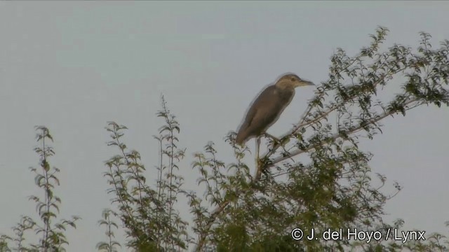 Bihoreau gris (nycticorax) - ML201351291