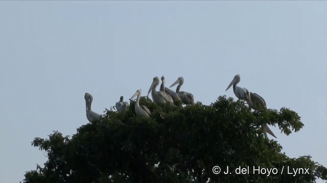 Spot-billed Pelican - ML201351301