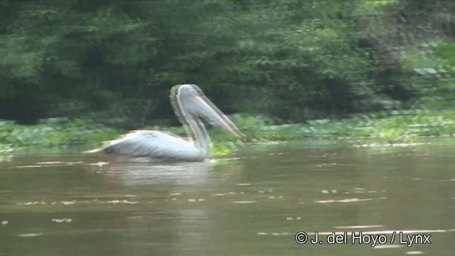 pelikán skvrnozobý - ML201351321