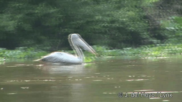ホシバシペリカン - ML201351321