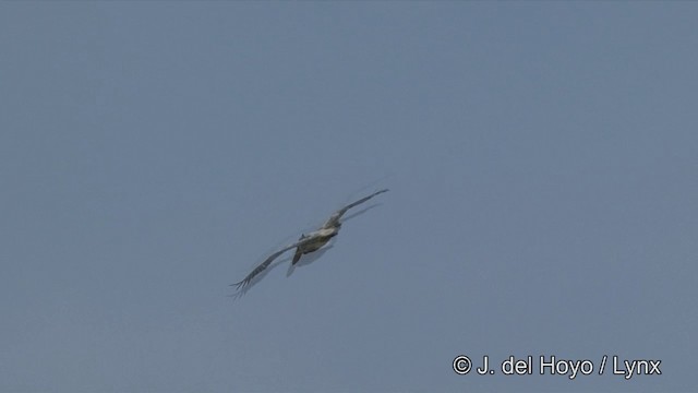 ホシバシペリカン - ML201351331