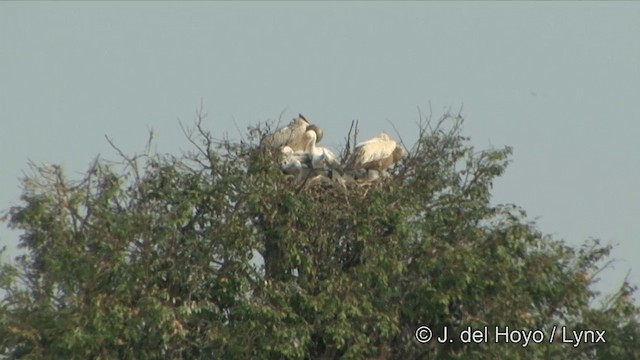 Spot-billed Pelican - ML201351341