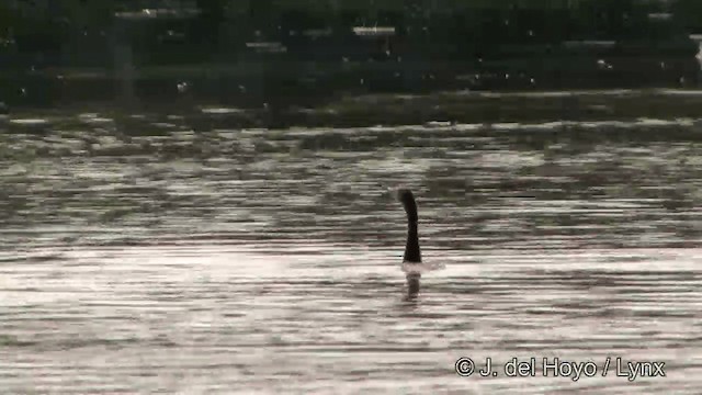 インドヒメウ - ML201351361