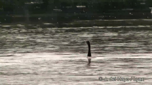 Cormoran à cou brun - ML201351361