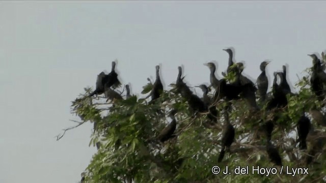 Cormoran à cou brun - ML201351371