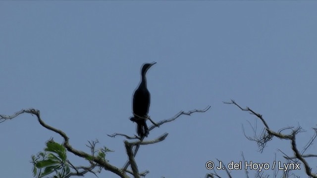 Cormoran à cou brun - ML201351381