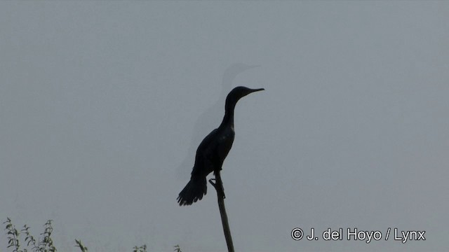 Cormoran à cou brun - ML201351391