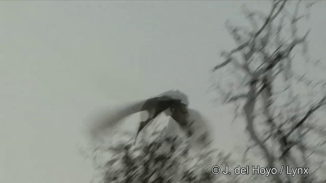 クロトキ - ML201351401