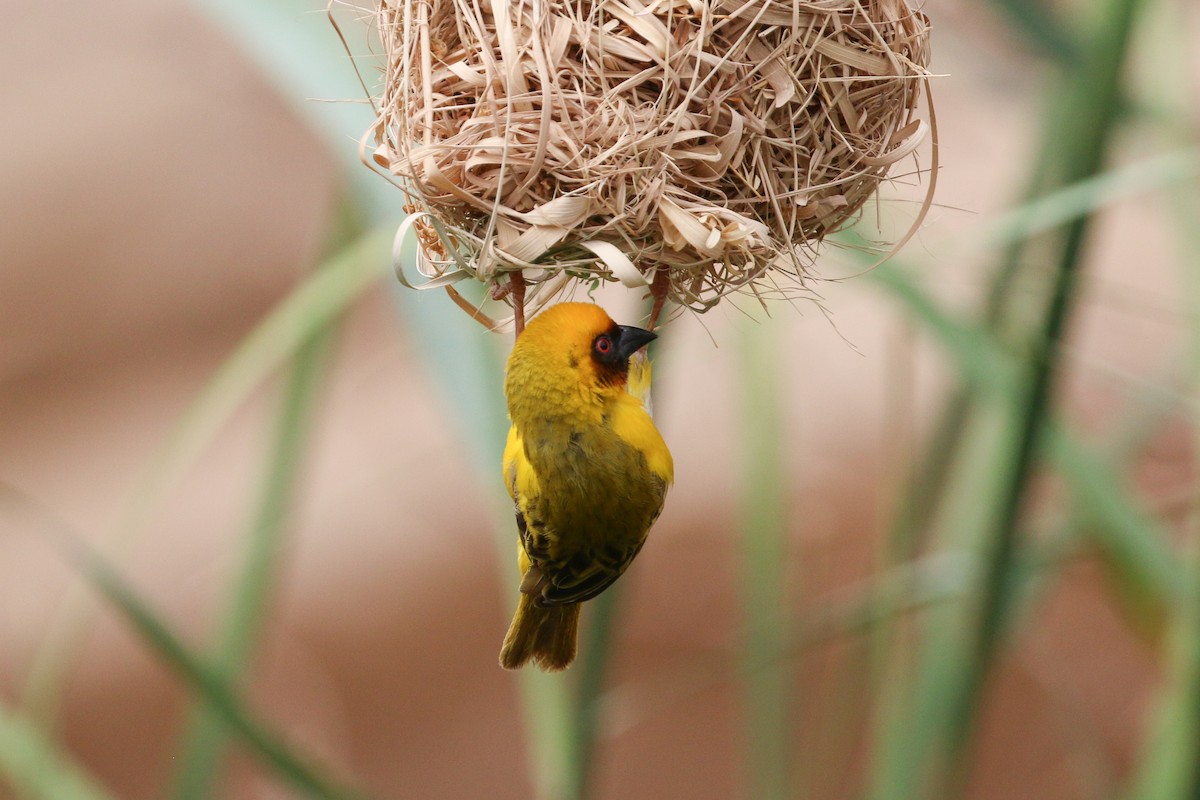 Rüppell's Weaver - ML20135141