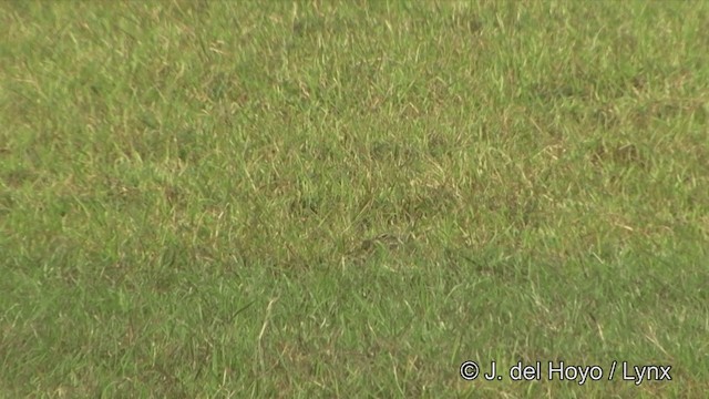 Pin-tailed Snipe - ML201351471