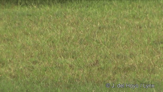 ハリオシギ - ML201351481