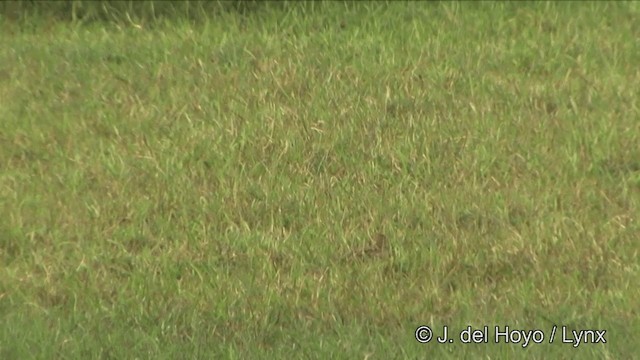 Pin-tailed Snipe - ML201351481