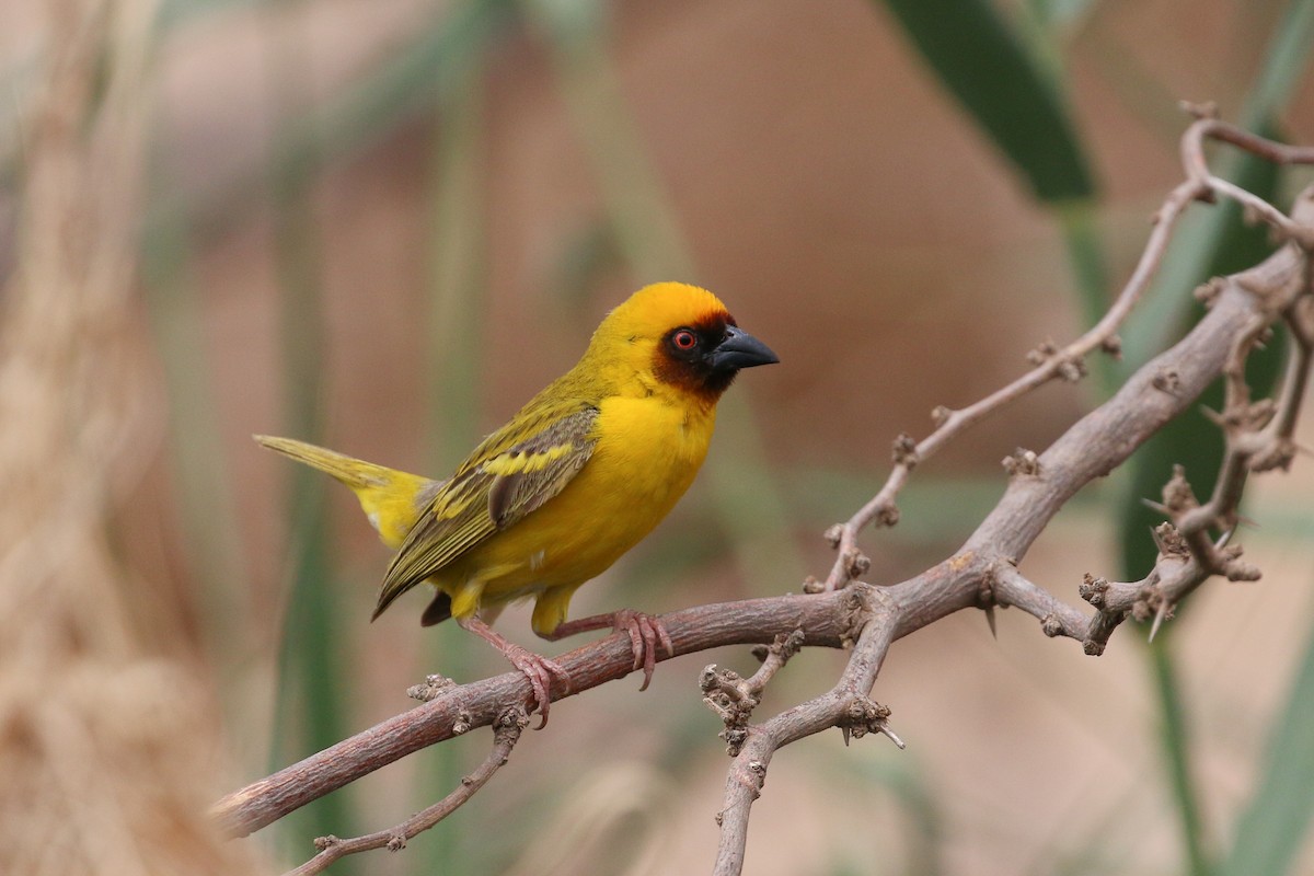Rüppell's Weaver - Tommy Pedersen