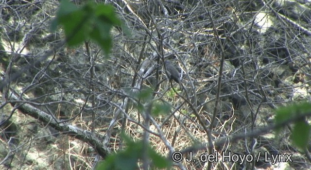 Wetar Oriole - ML201351551