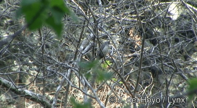 Wetar Oriole - ML201351561