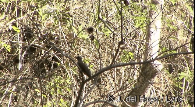 Wetar Oriole - ML201351571