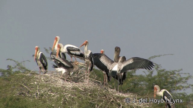 Painted Stork - ML201351581