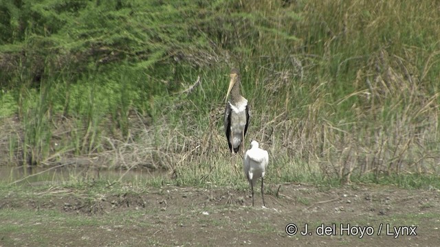 Painted Stork - ML201351611