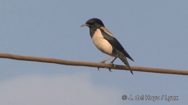 Rosy Starling - ML201351641