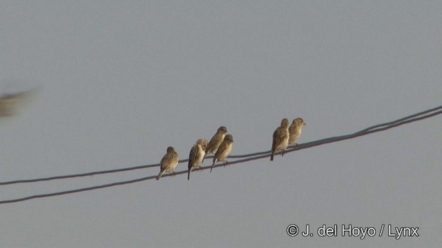 Baya Dokumacısı - ML201351701