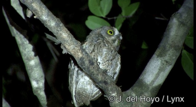 Autillo Moluqueño (tempestatis) - ML201351711