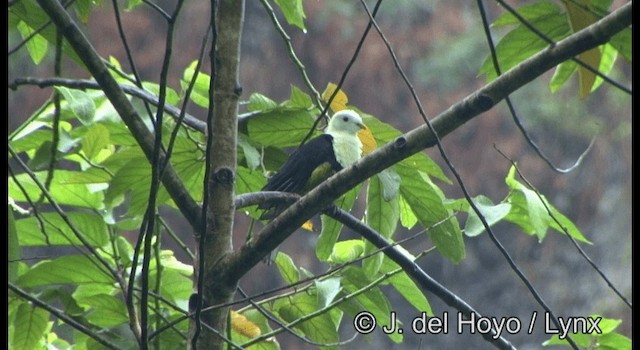 Black-backed Fruit-Dove - ML201351771