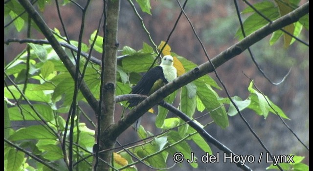 Black-backed Fruit-Dove - ML201351781