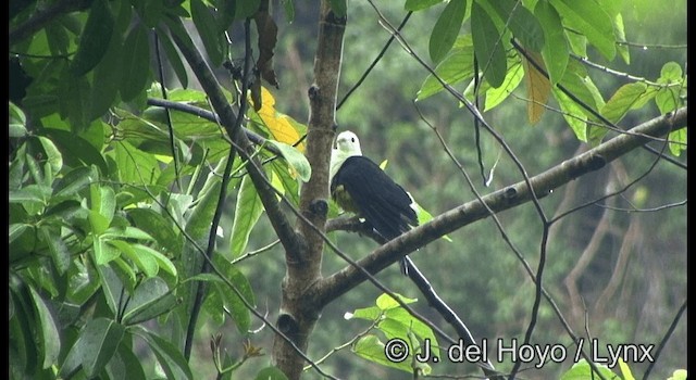 Black-backed Fruit-Dove - ML201351791