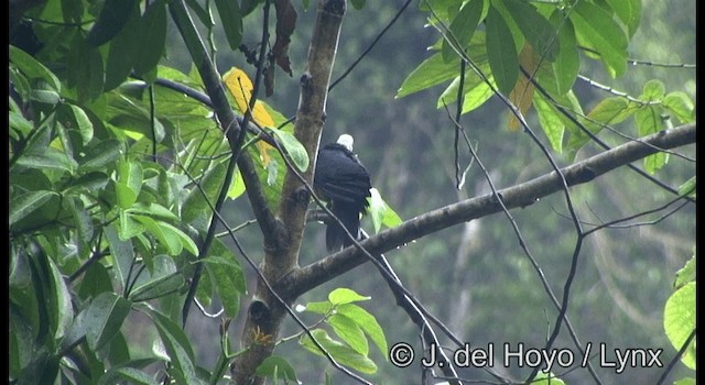 holub černohřbetý - ML201351801