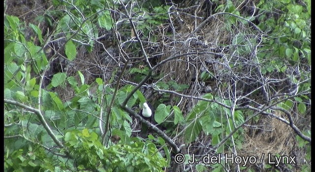 Black-backed Fruit-Dove - ML201351811