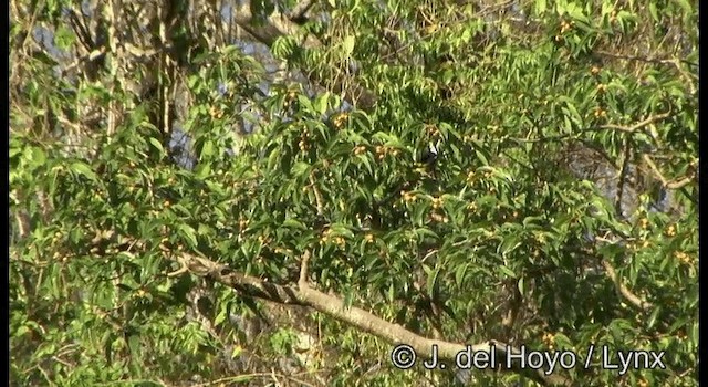 Black-backed Fruit-Dove - ML201351821