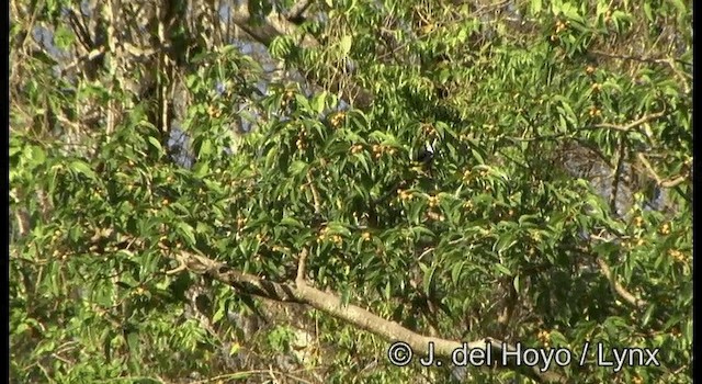 Black-backed Fruit-Dove - ML201351821