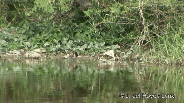 Greater Painted-Snipe - ML201351961